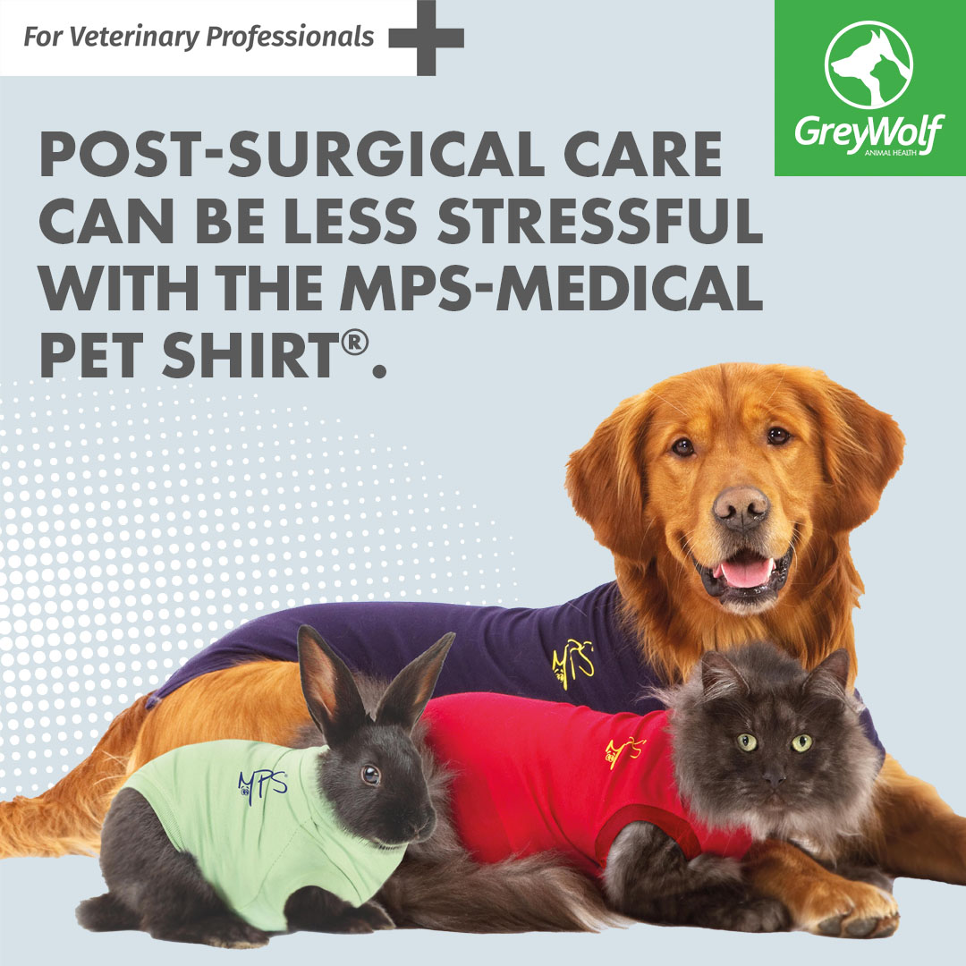 greywolf-post-surgical